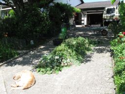 Garten Juni 2017