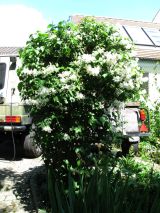 Garten Juni 2017