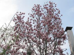 Garten März 2017