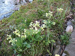 Garten März 2017