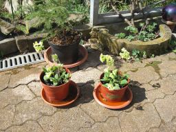 Garten April 2018 IMG_4498.jpg