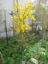 Garten April 2018 IMG_4513.jpg