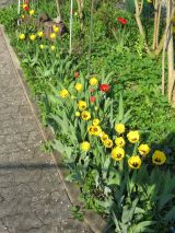 Garten 17.04.2018 IMG_4540.jpg