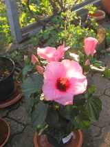 Hibiscus rosa-sinensis 17.04.2018 IMG_4548.jpg