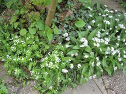 Garten 28.04.2018 IMG_4573.jpg