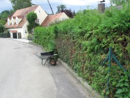 Hecke schneiden 14. Juli 2018 IMG_4781.jpg