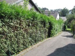 Hecke schneiden 15. Juli 2018 IMG_4788.jpg