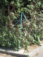 Hecke schneiden 15. Juli 2018 IMG_4789.jpg