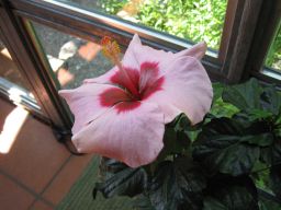  Hibiscus rosa-sinensis 15.07.2018 IMG_4791.jpg