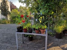 Garten 28. August 2019