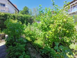 Garten 24. Juni 2019