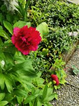 Garten 18. Mai 2019