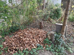 Garten 20. Oktober 2019