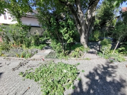 Garten 13.September 2019