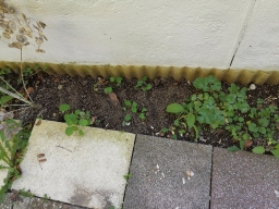 Garten 29. September 2019