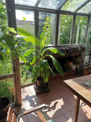 banane
