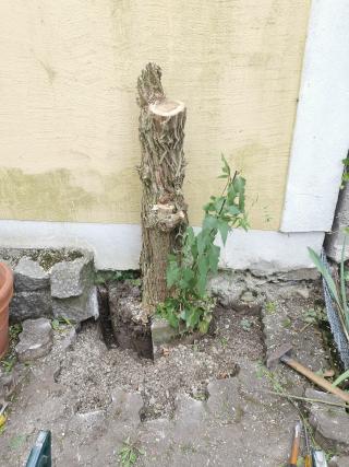 Juli 2024