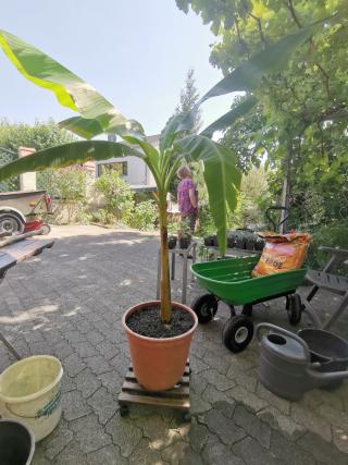 Juli 2024